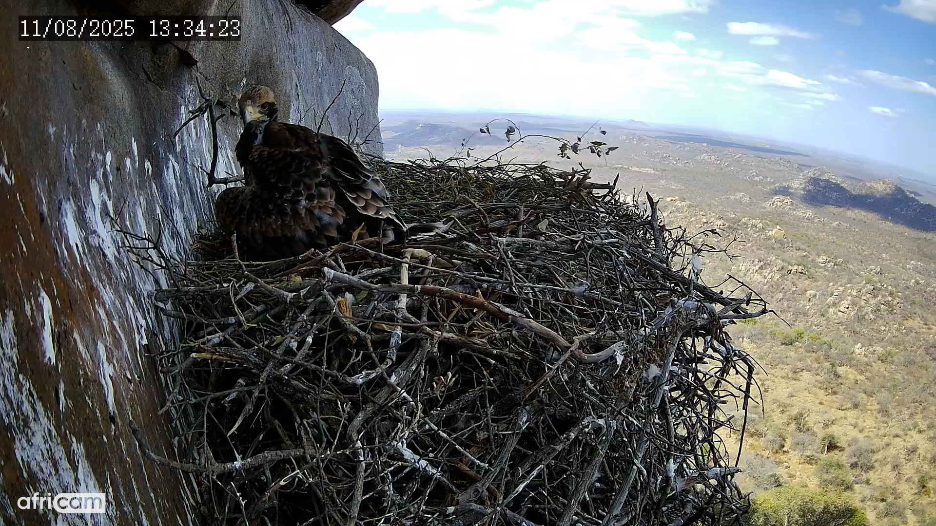 Black Eaglet Nearly Fully Grown