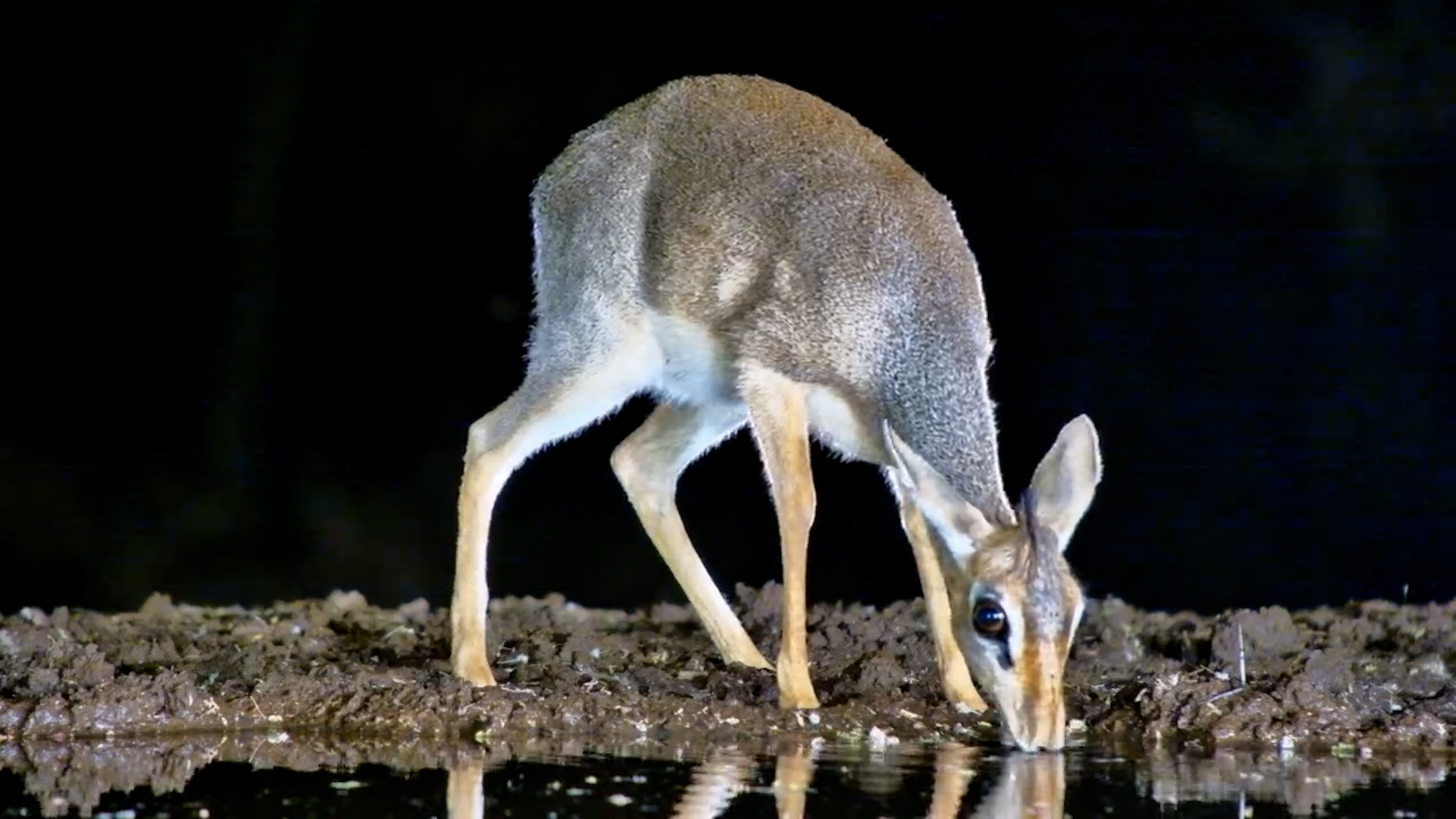 Tiny Dik-Dik’s Quiet Night Time Sip