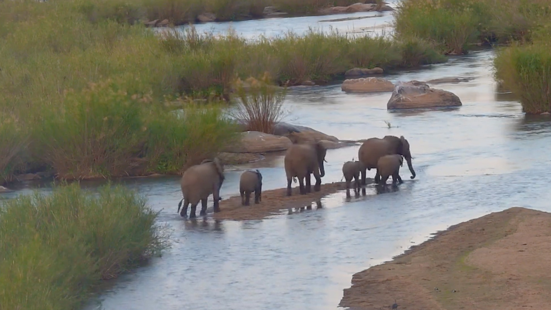 Elephant Family Crossing The Sabie River