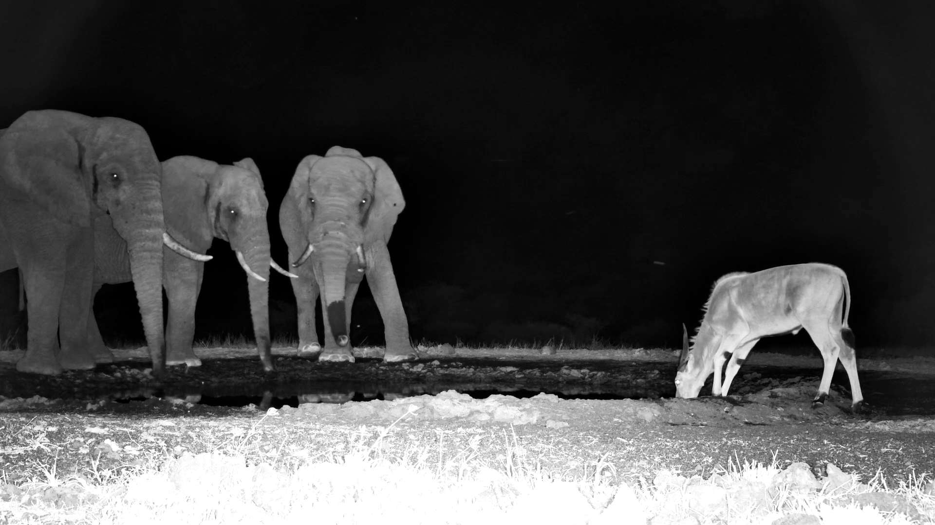 Elephant Trio and Eland Share a Quiet Night at the Waterhole