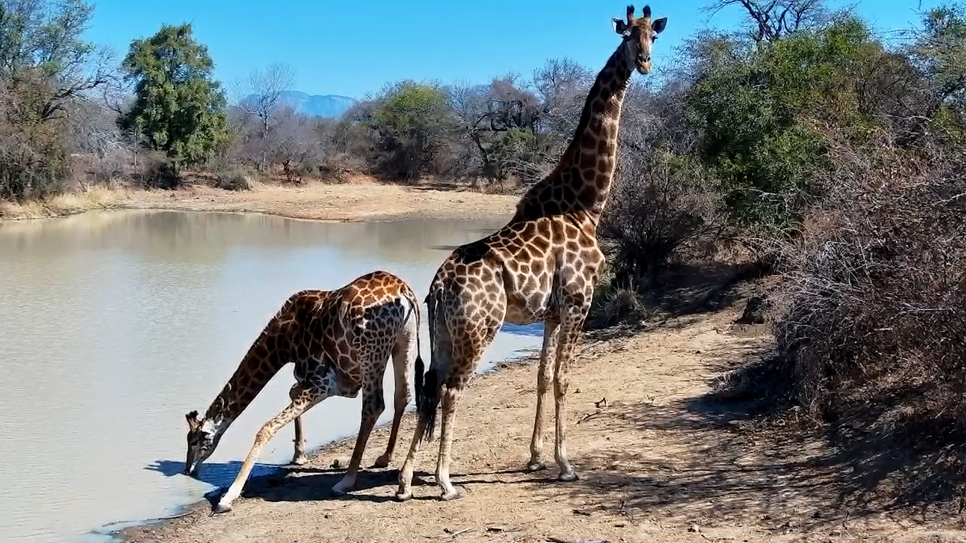 Two Graceful Giraffes Arrive for a Refreshing Drink