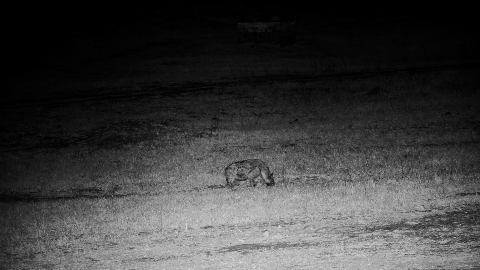 Spotted Hyena on the Prowl at Hwange Safari Lodge