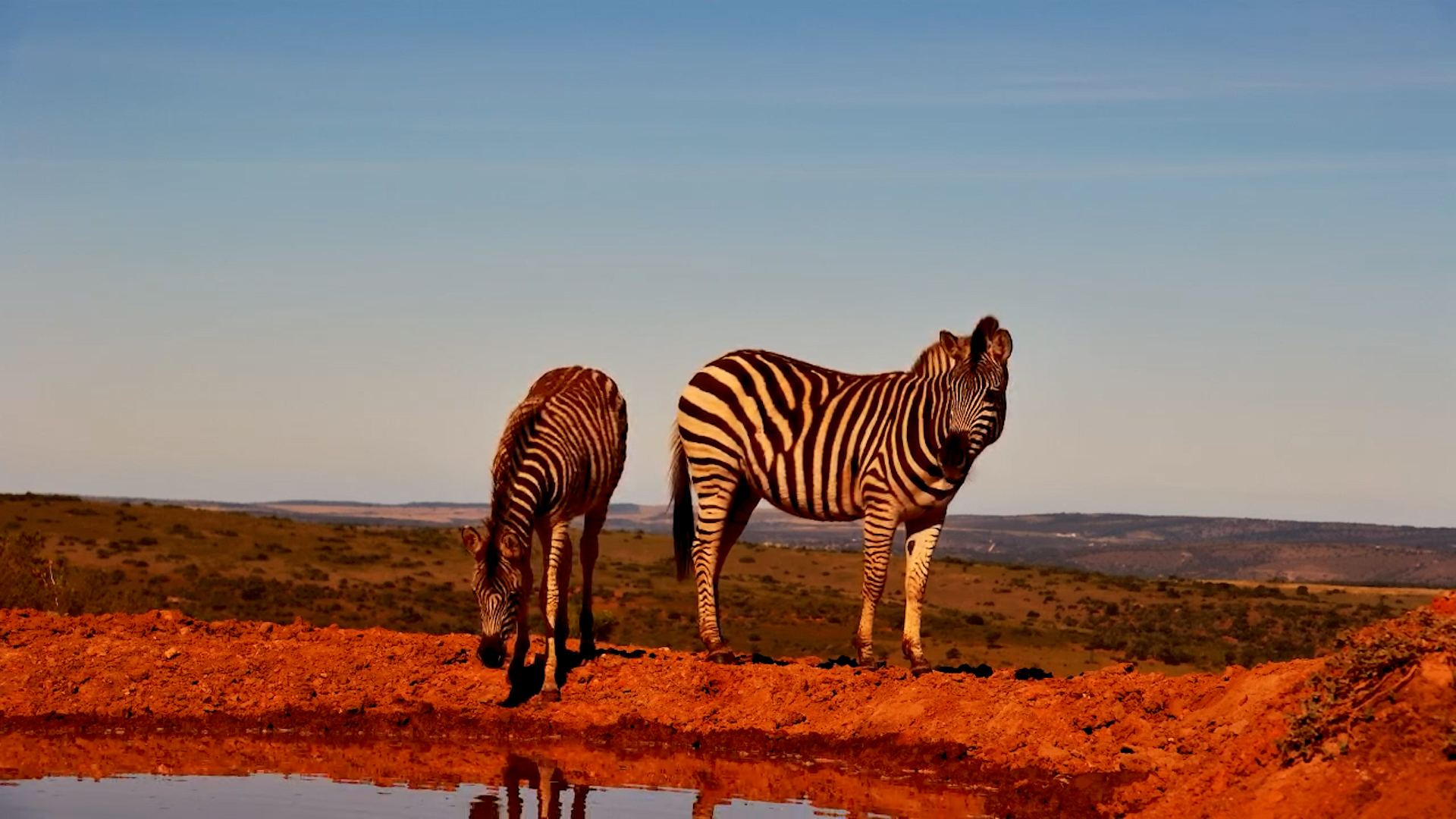 Zebra Mare and Foal Pause for a Drink at Founders Waterhole