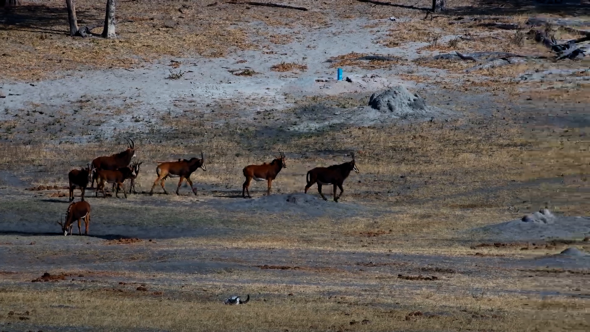 A Procession of Sable at Hwange Safari Lodge in Zimbabwe