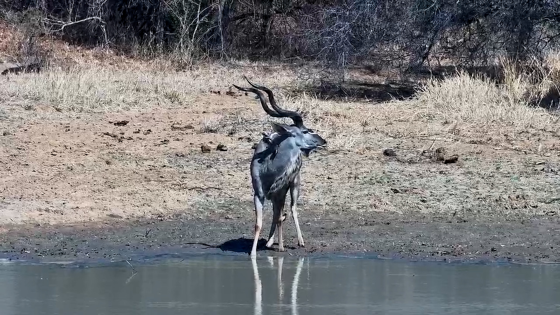 A Lone Kudu Bull Attempts to Have a Quiet Drink