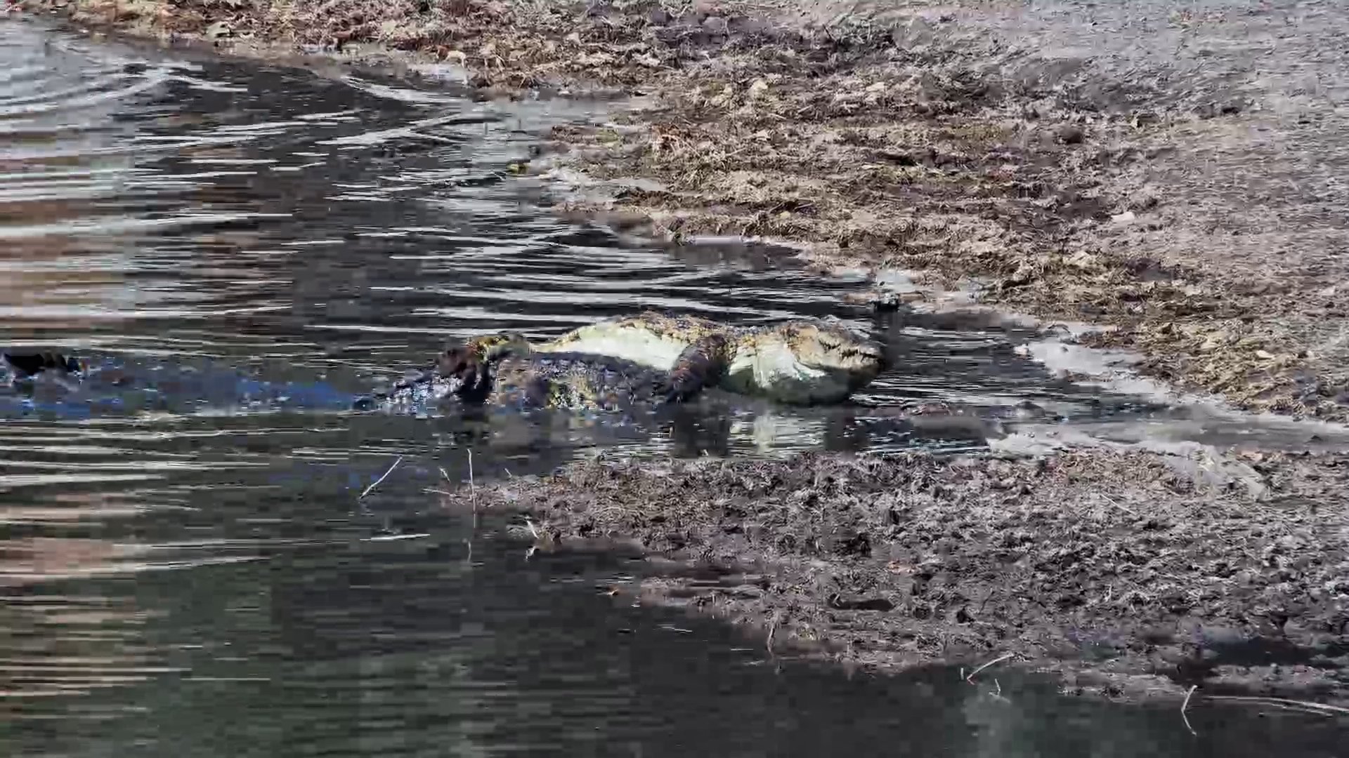 Intimate Crocodiles at Camelthorn