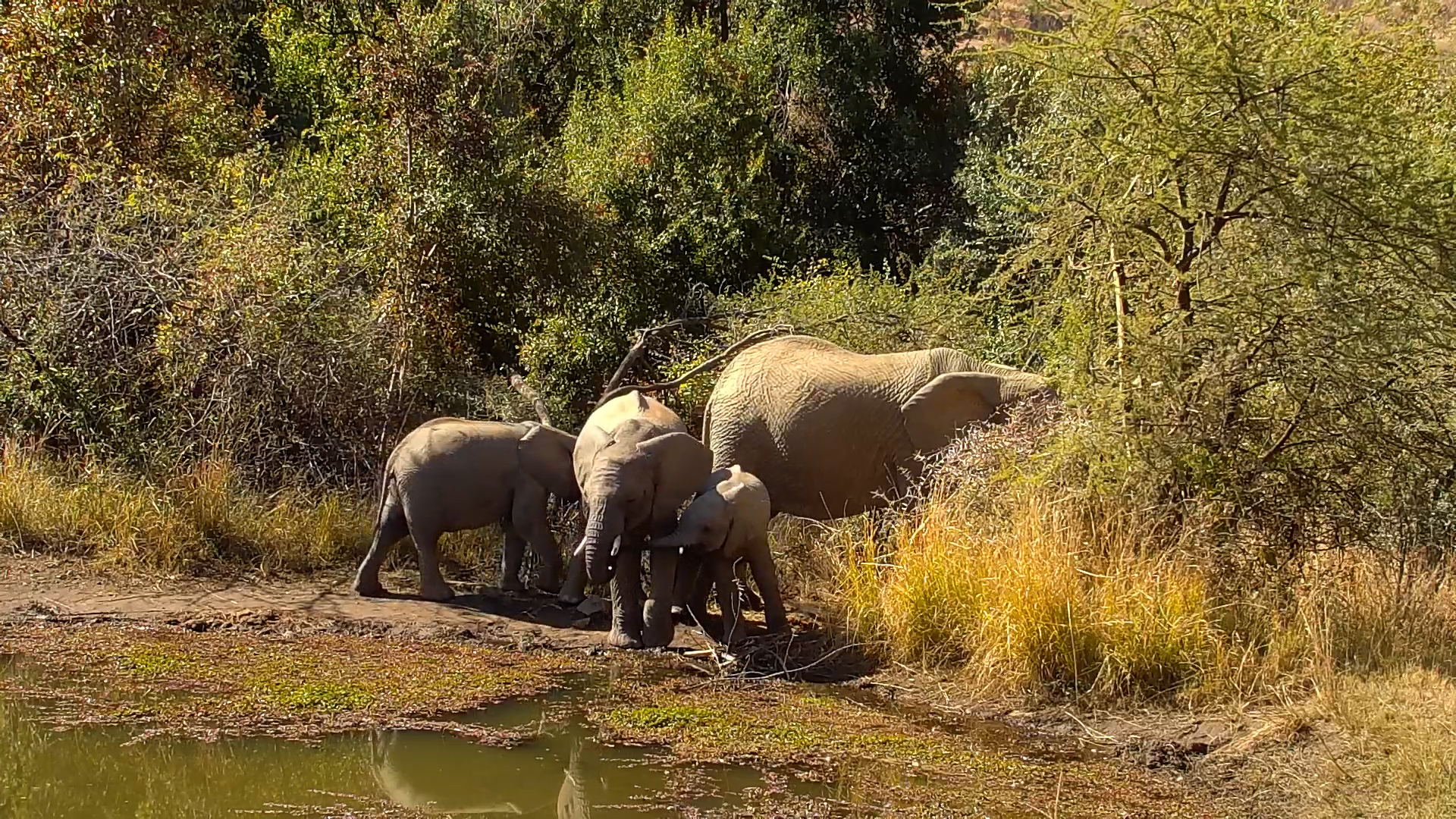 Elephant Family Feeding at Kwa Maritane