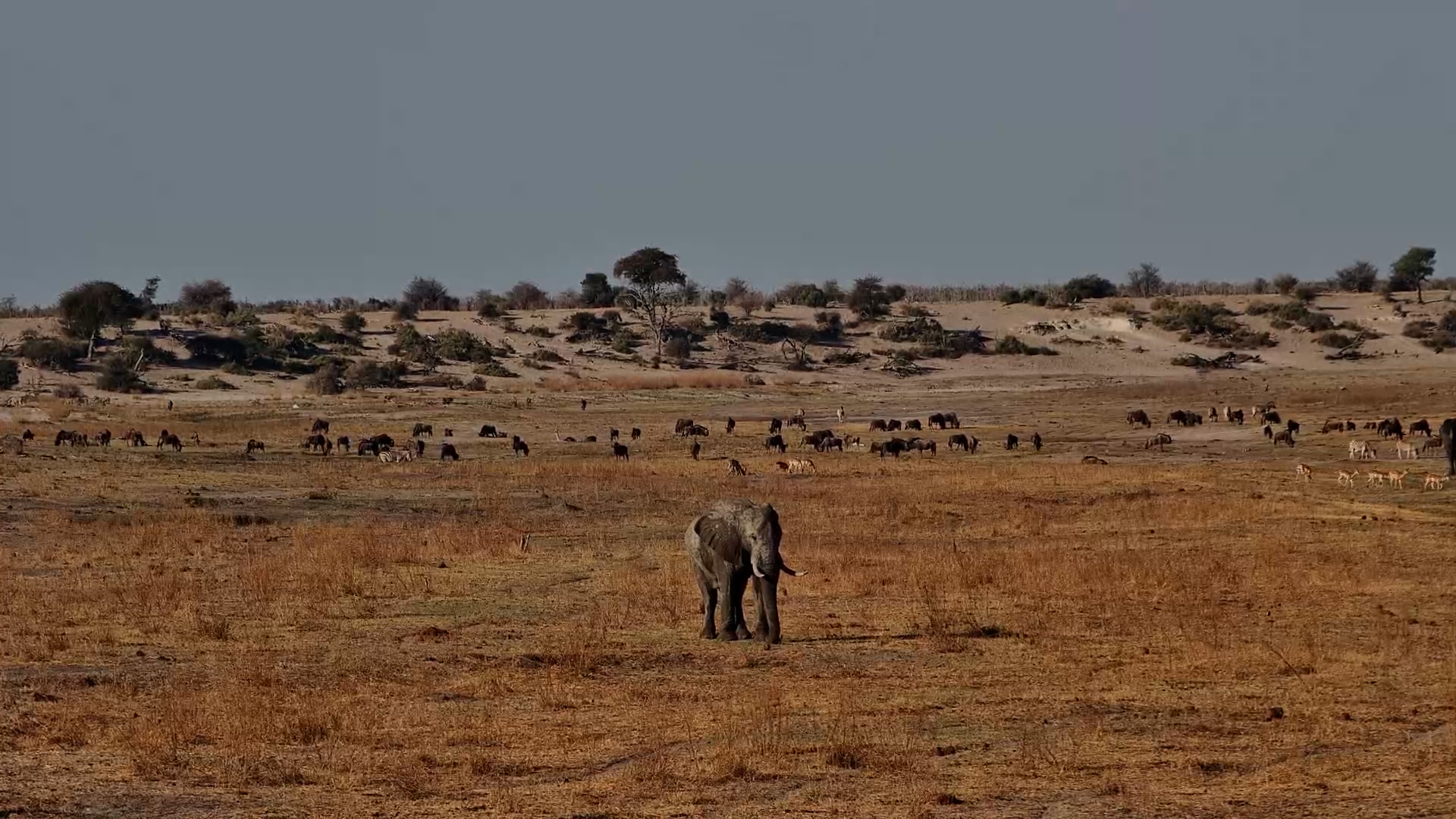 Elephant Graze in Open Plains at Moela