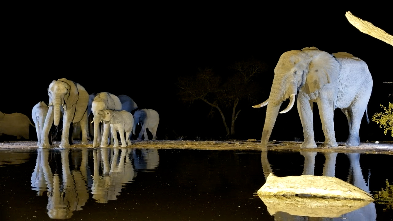 An Elphant Herd's Short Visit to King's Camp
