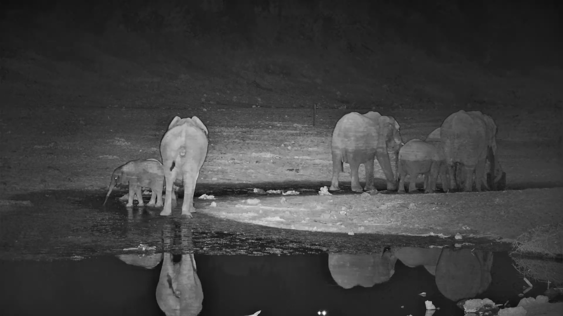 Determined Elephants at Meno a Kwena
