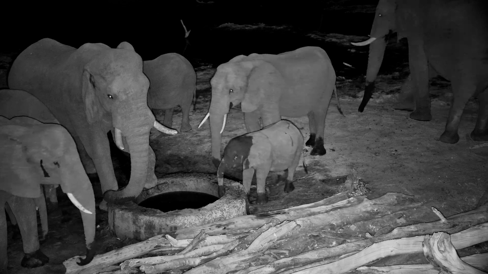 Elephnat Drink from the Well at Elephant Pan