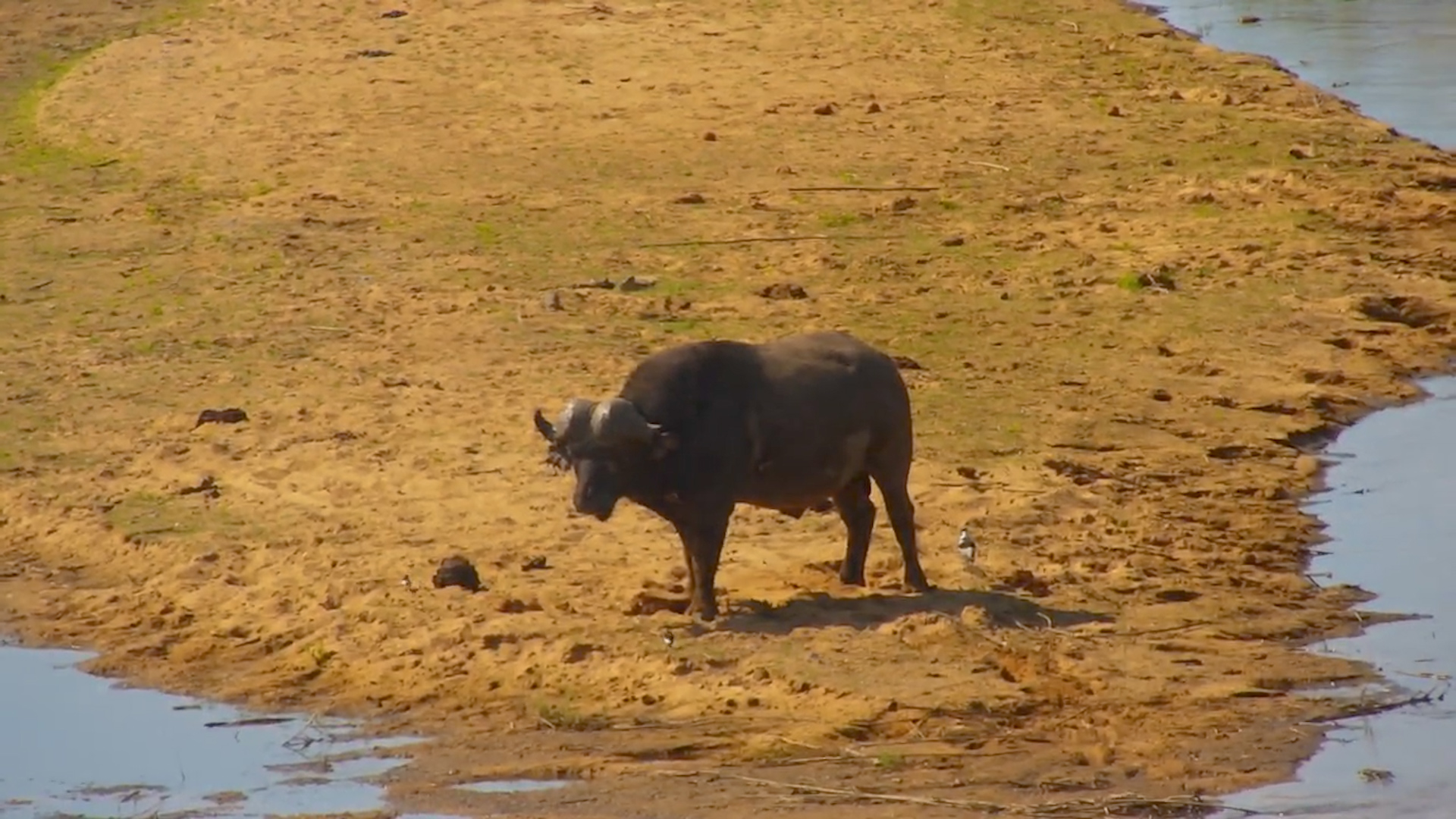 A Lone Buffalo has Some Quiet Time