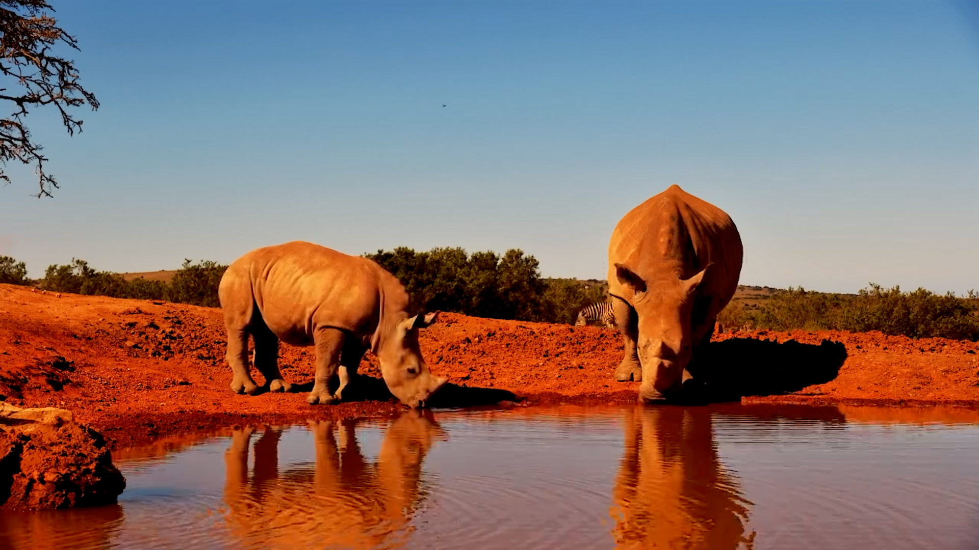 A Rhino Cow and Calf Visit Founders Lodge