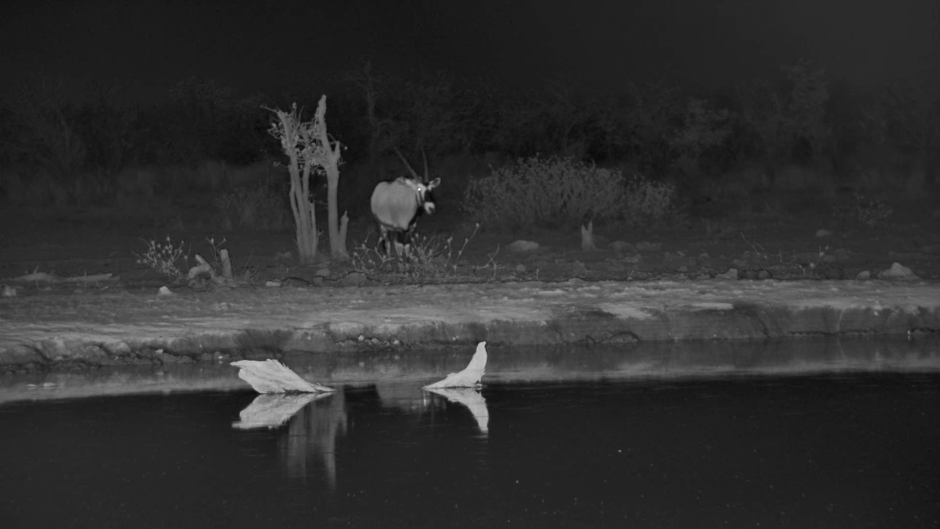 South African Oryx Gets a Fright!