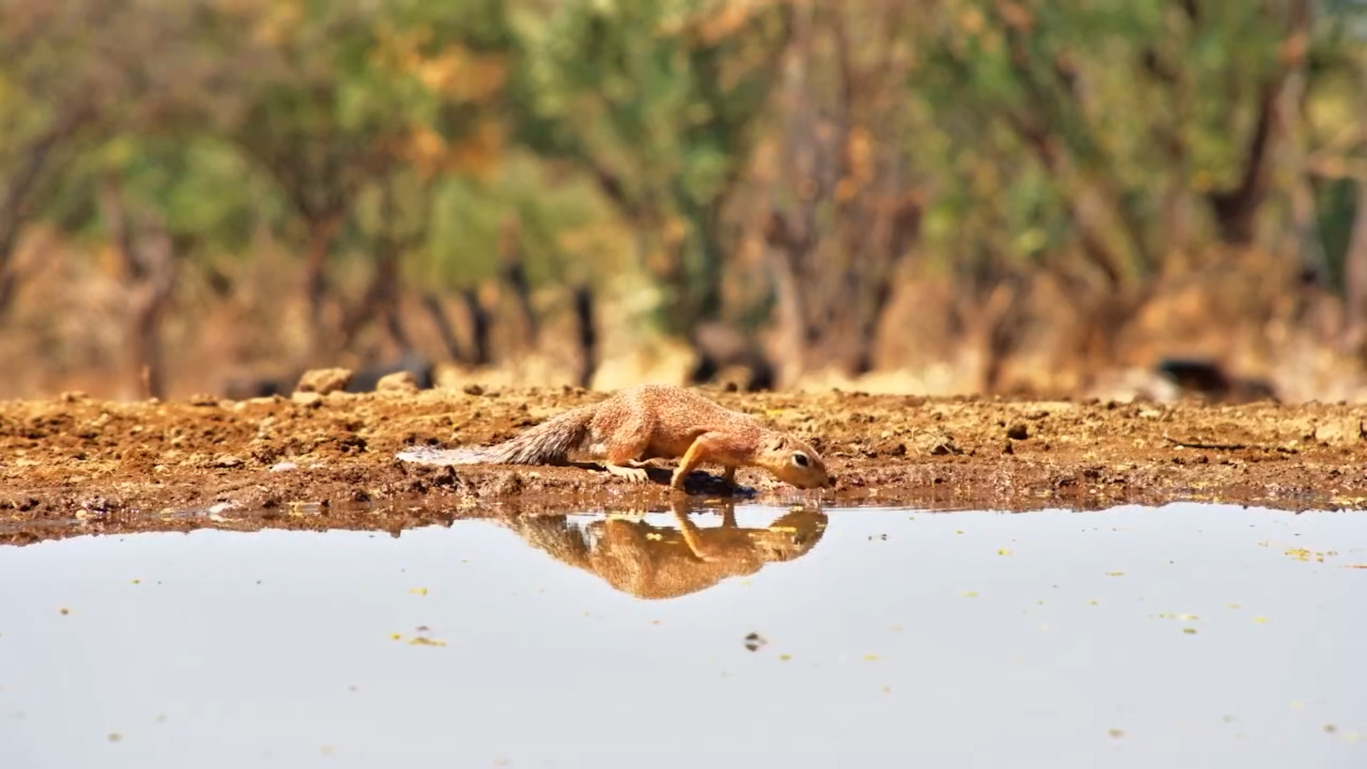 Unstriped Ground Squirrel Having A Drink at Lentorre