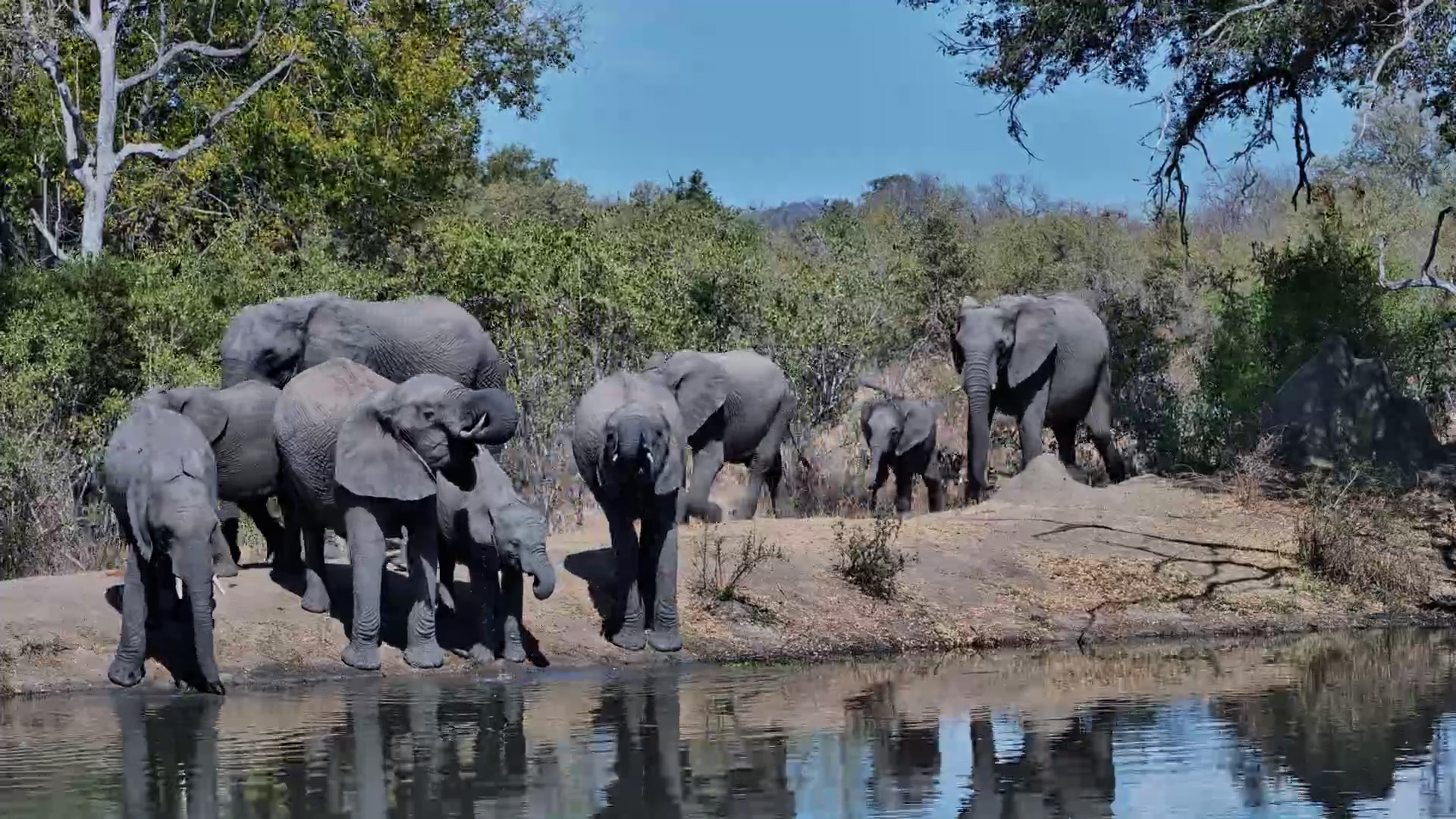Elephants Partaking in Various Activities at Roy's Dam