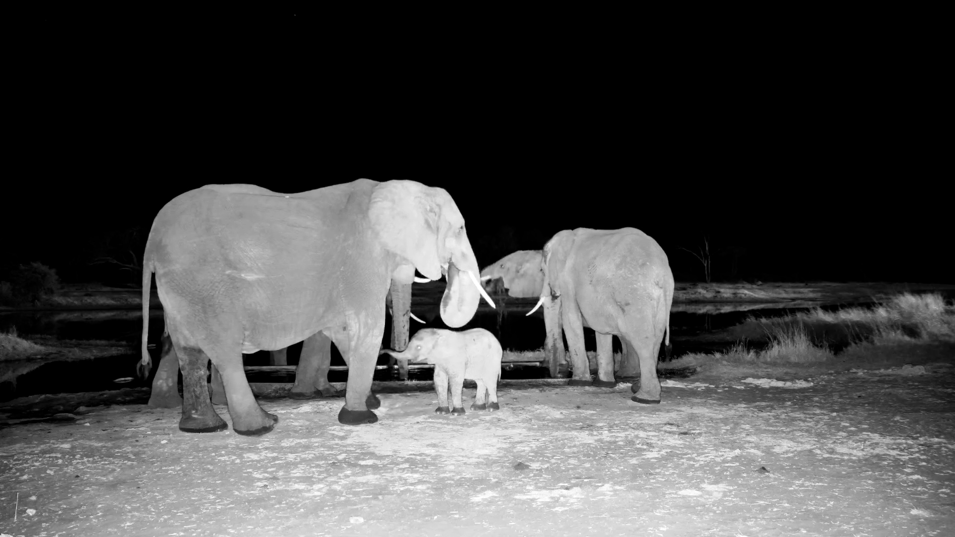 Baby Elephant Suckling at The Hide