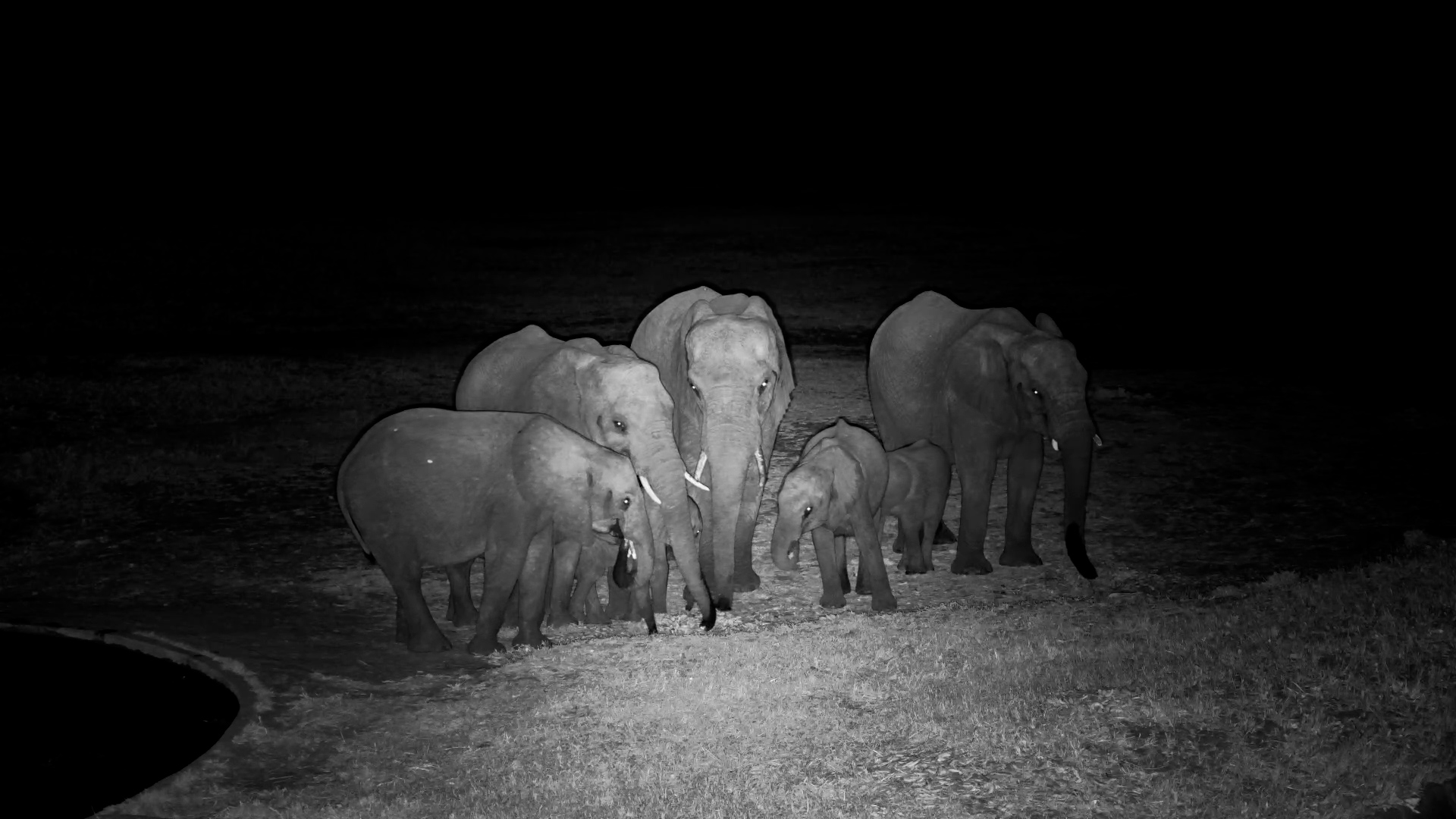 A Herd of Elephants Visit Hwange at Night