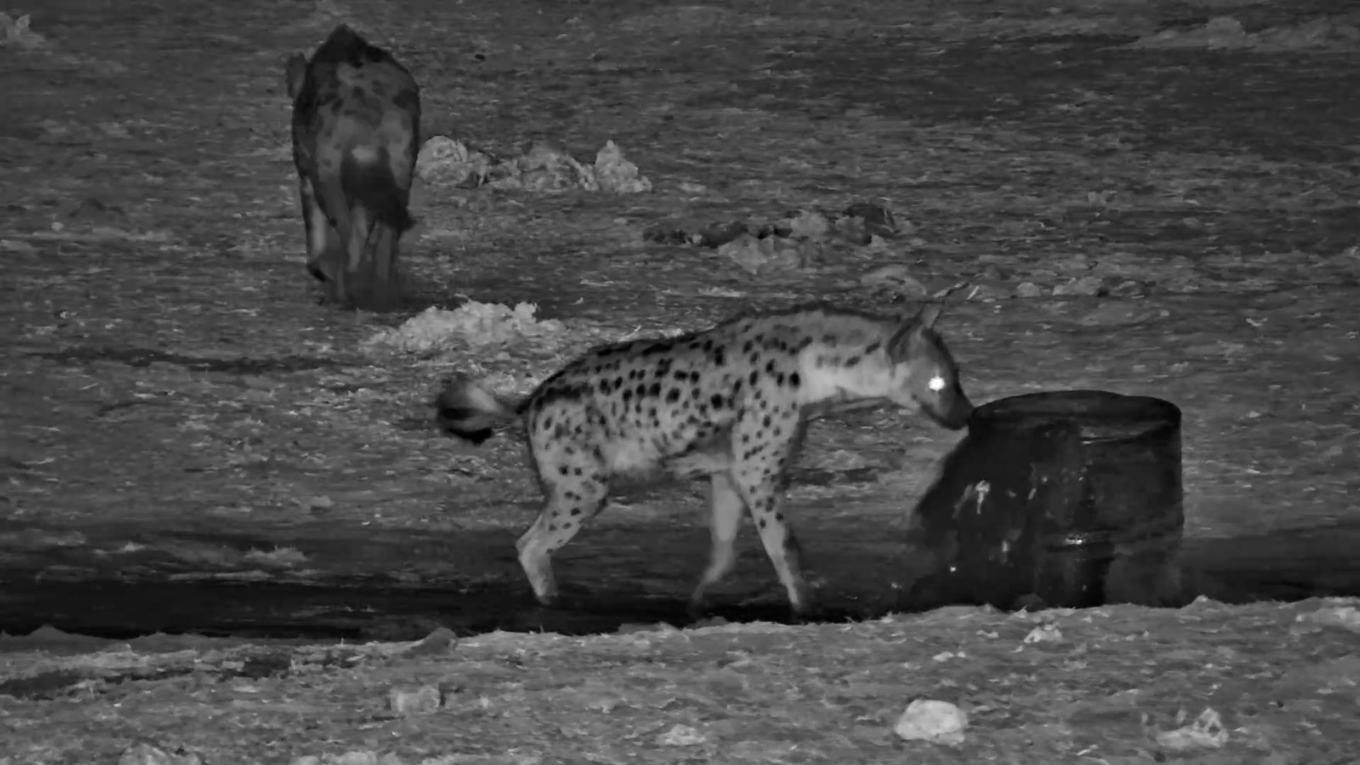 A Spotted Hyena Moment at Meno a Kwena