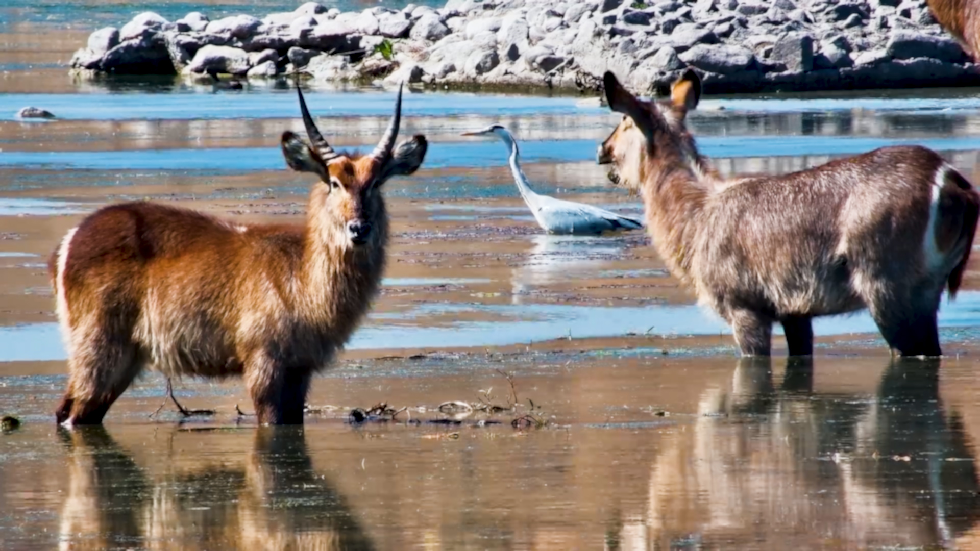 Gentle Waterbucks Feeding at Tau