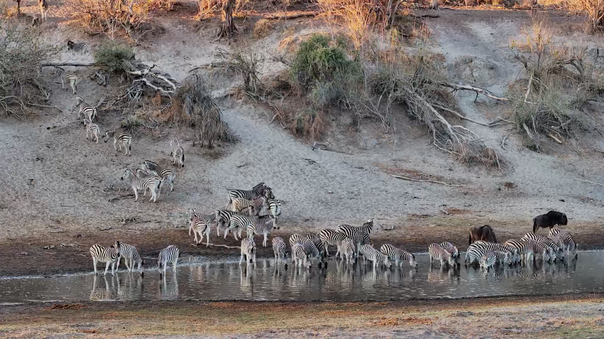Zebra and Wildebeest Drink Together at Camelthorn