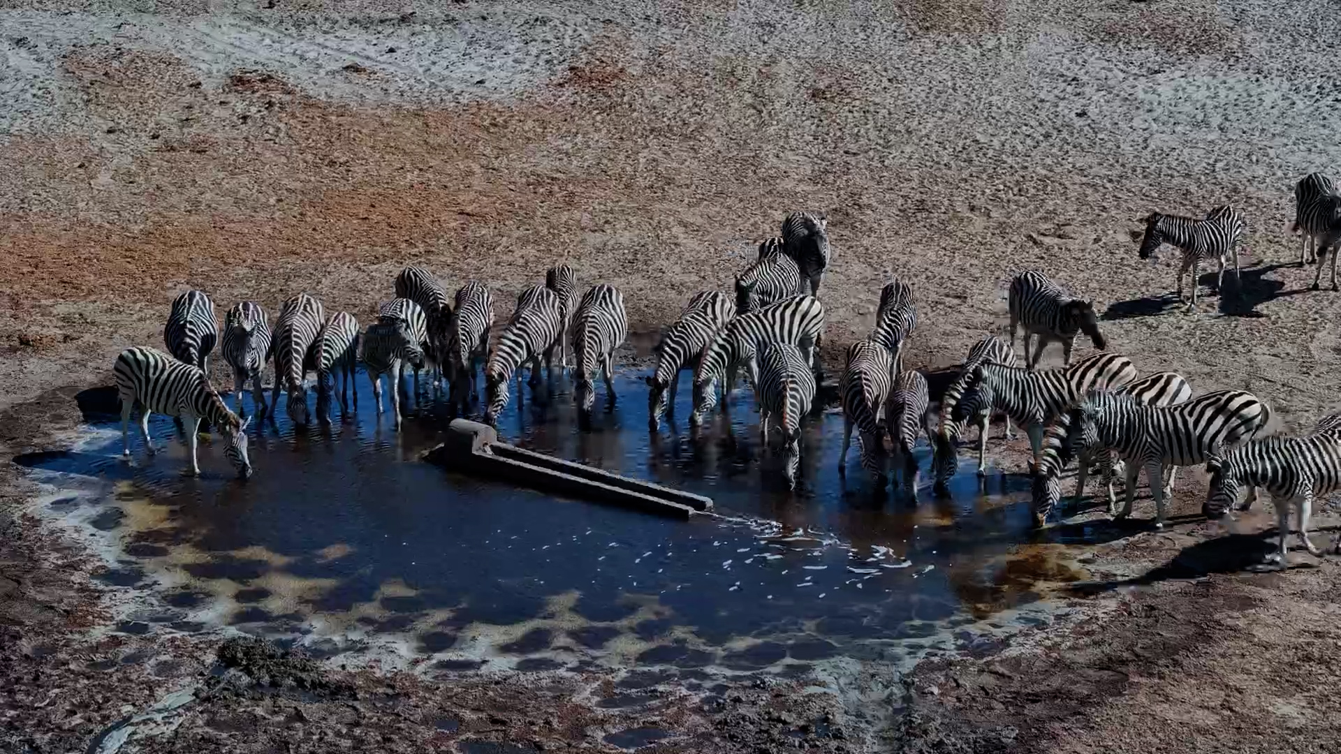 A Group of Thirsty Zebra at Moela