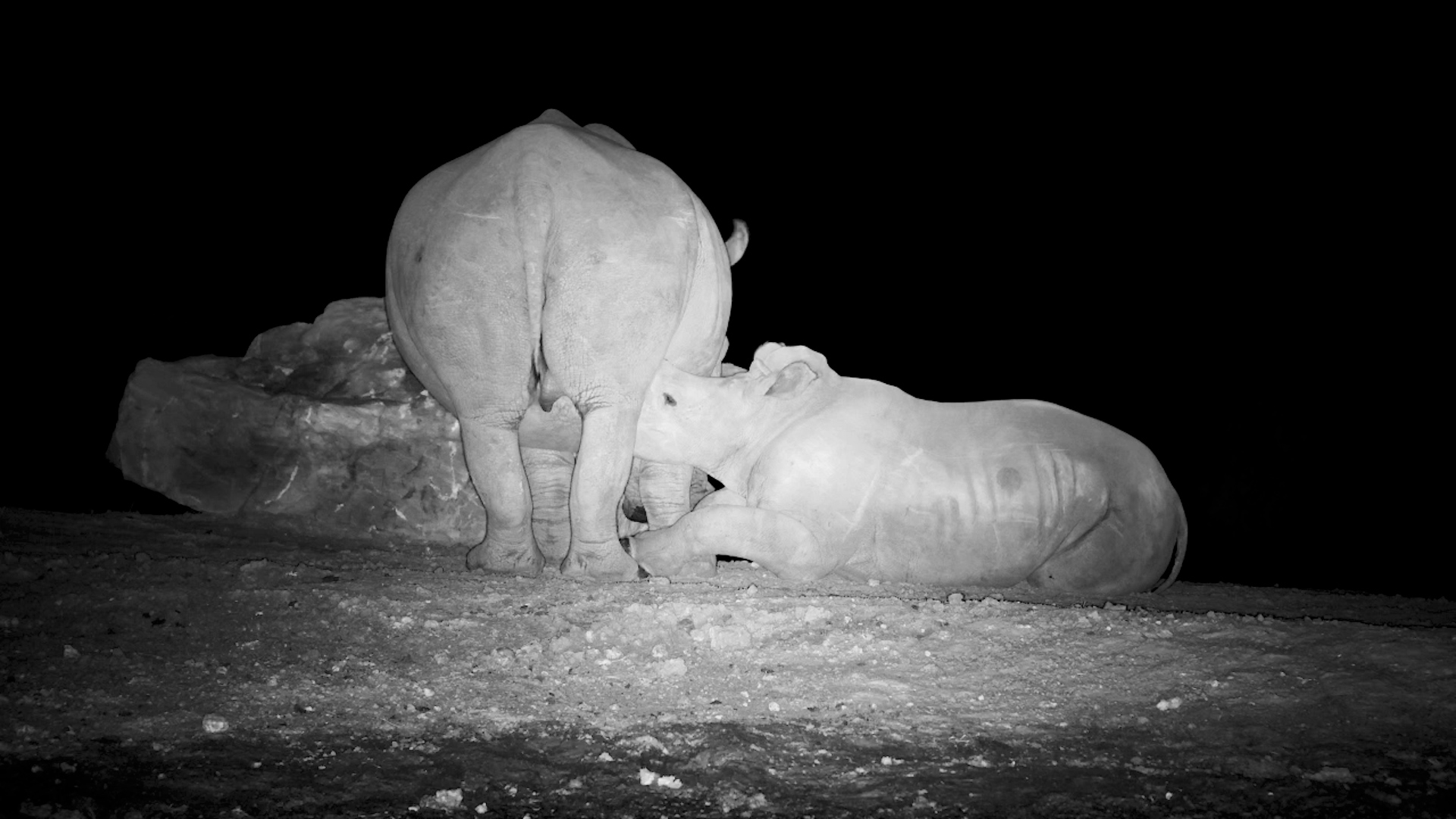 Mandy’s Rhino Calf Squeaks for Milk