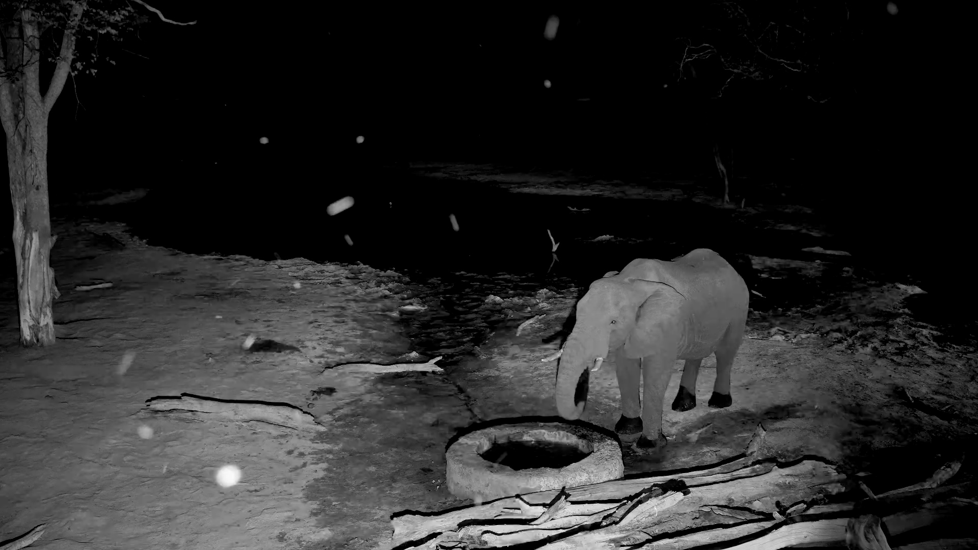 Elephant Drinks at Elephant Pan