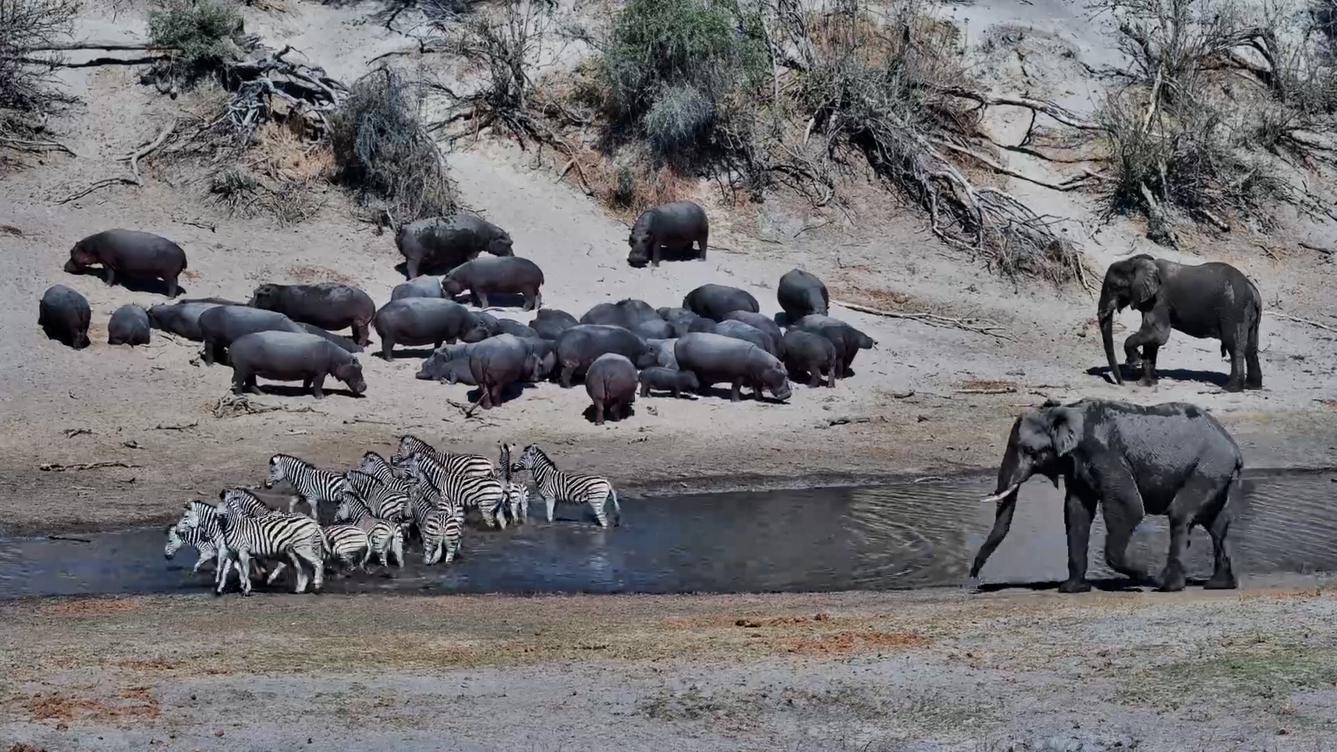 Elephant Contemplates What To Do With Hippos
