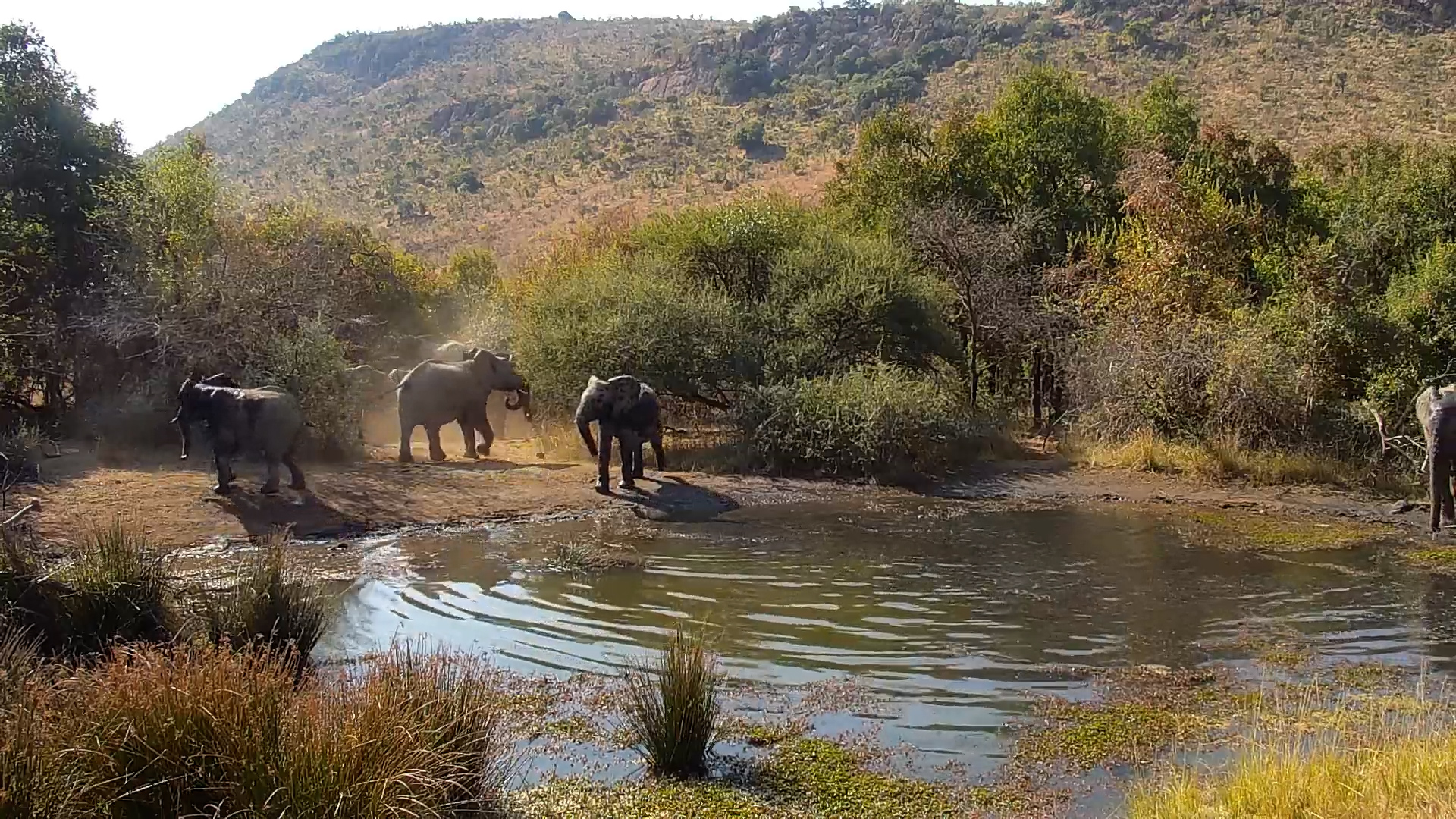 Elephant Confrontation at The Waterhole