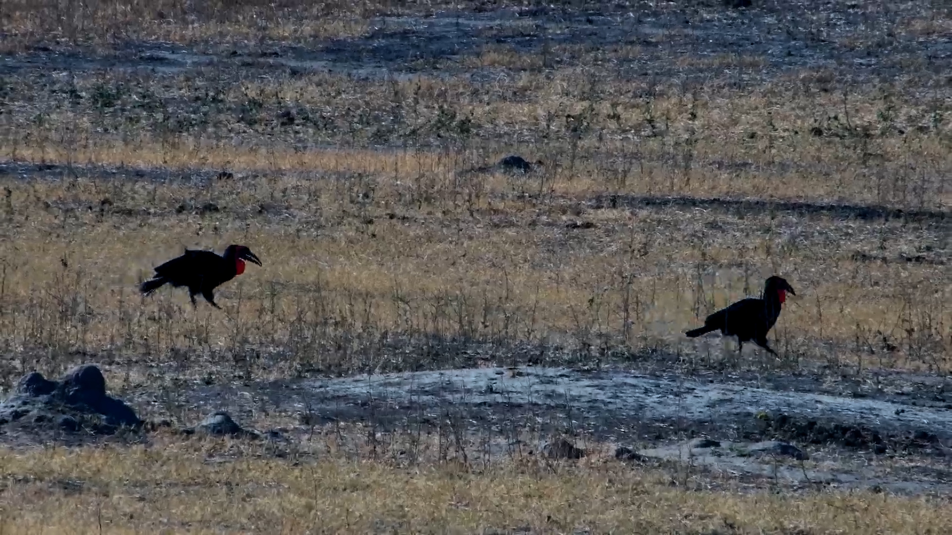 Southern Ground Hornbills Explore Hwange