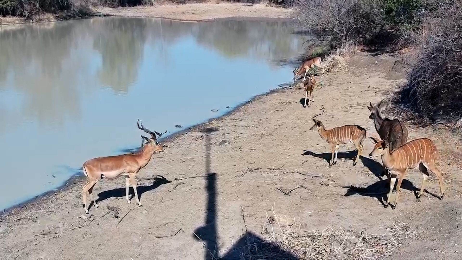Nyala and Impala Share a Drink at Jabulani Waterhole