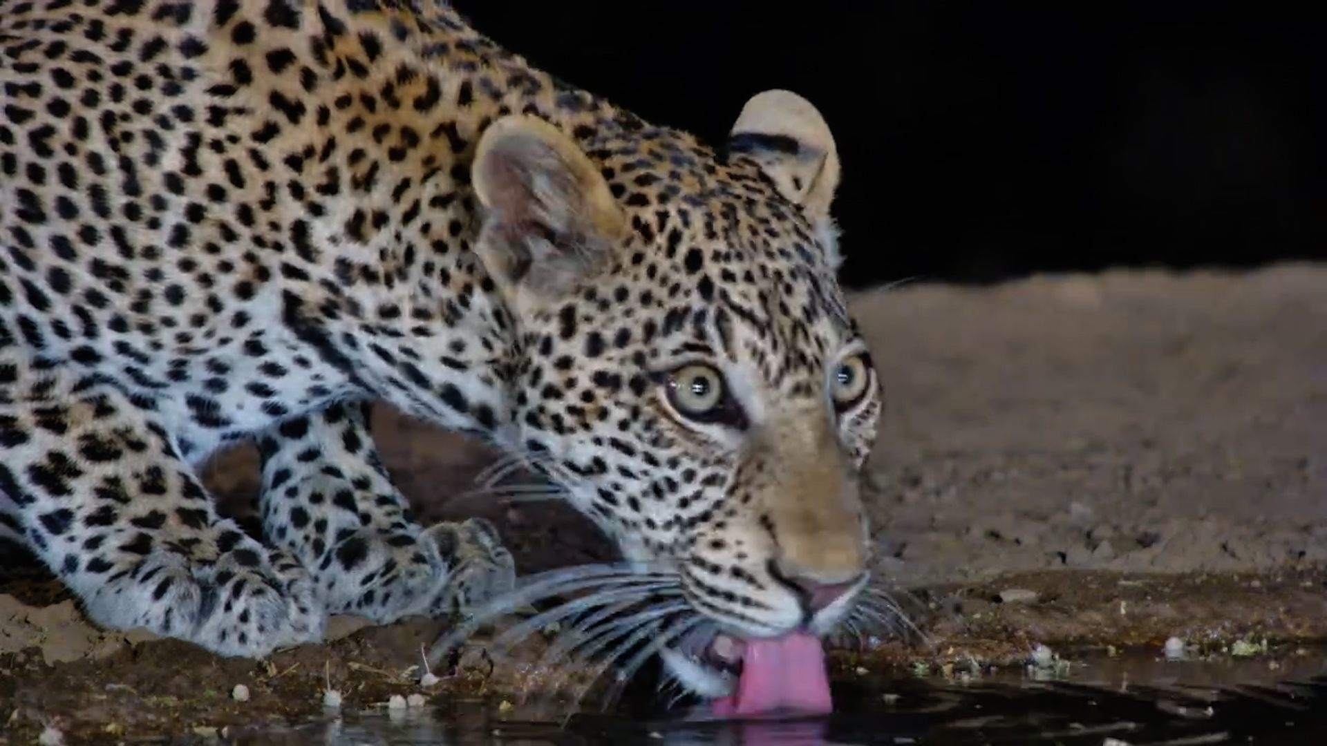 Leopard’s Midnight Sip