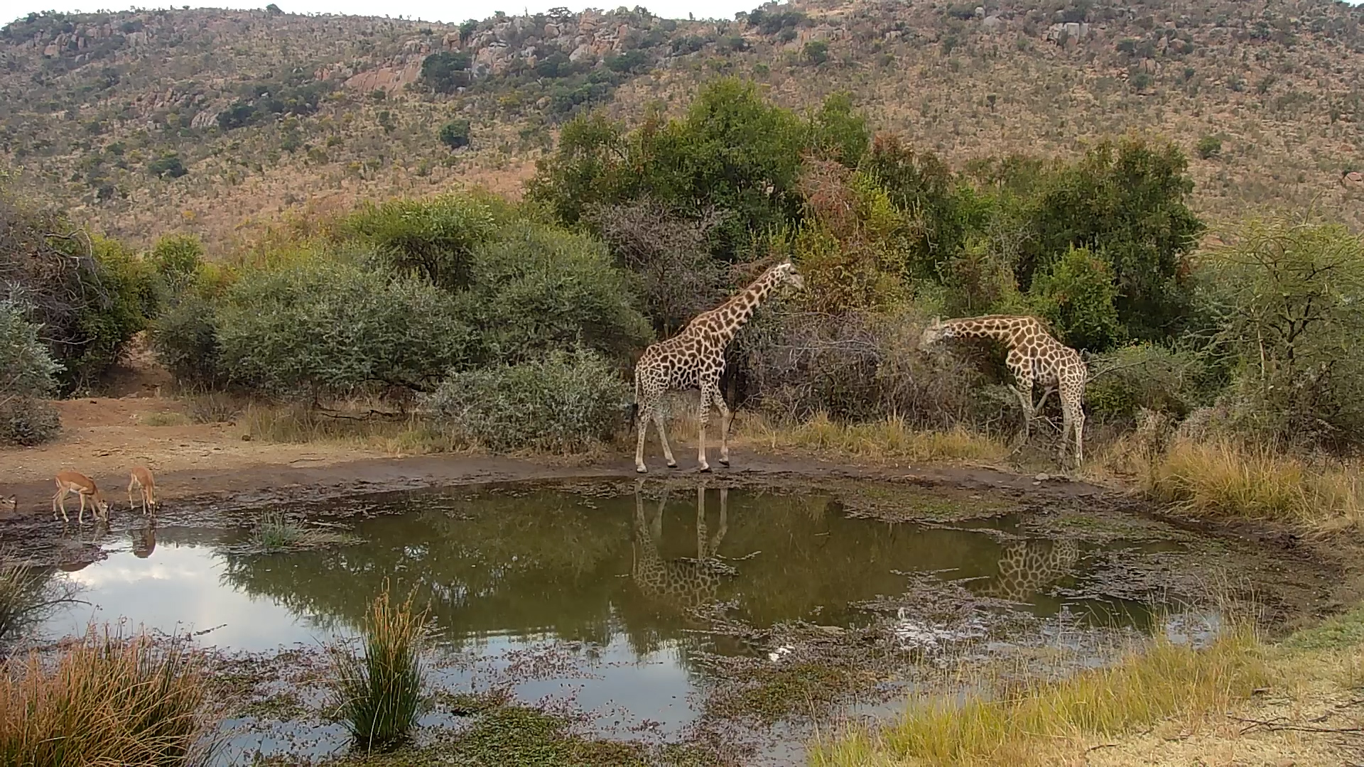Giraffe & Impala Share a Drink