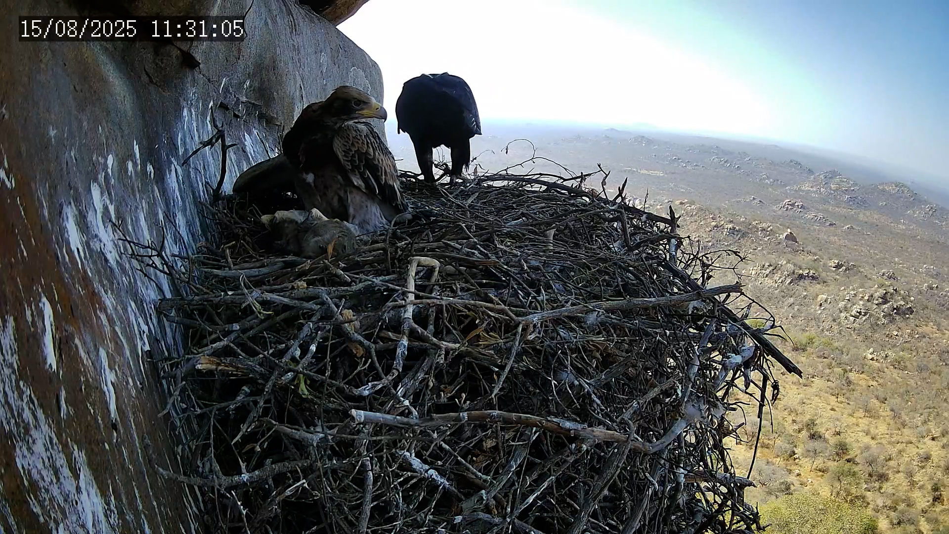 Black Eagle Chick Gets a Meal