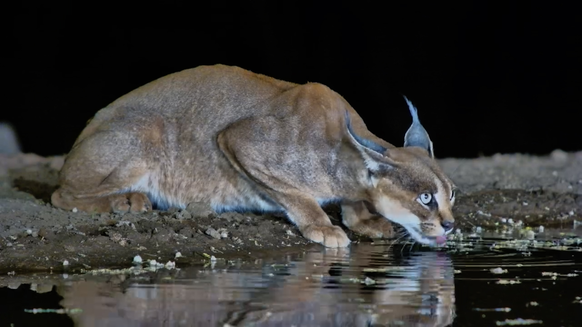Night Stalker! Stunning Caracal Arrives for a Drink