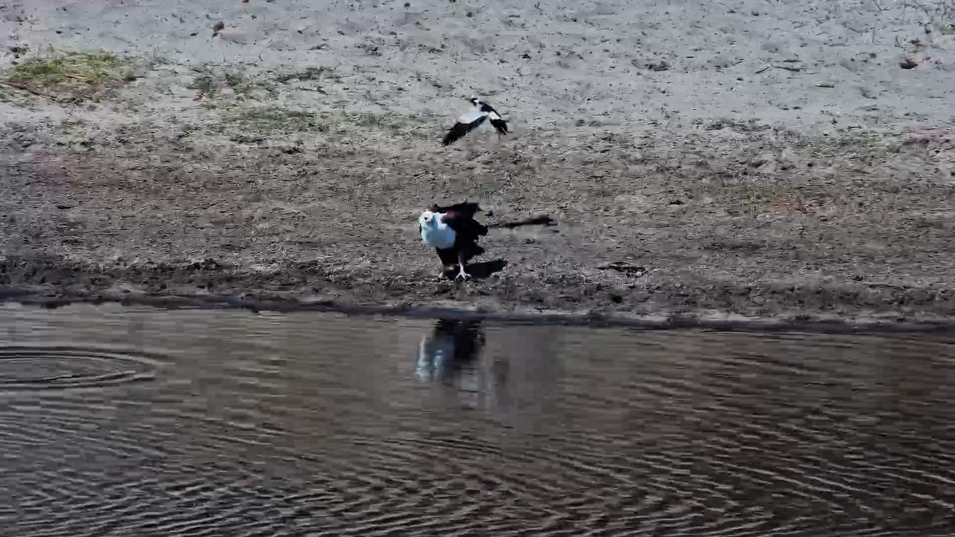 Fish Eagle Gets Bombed!