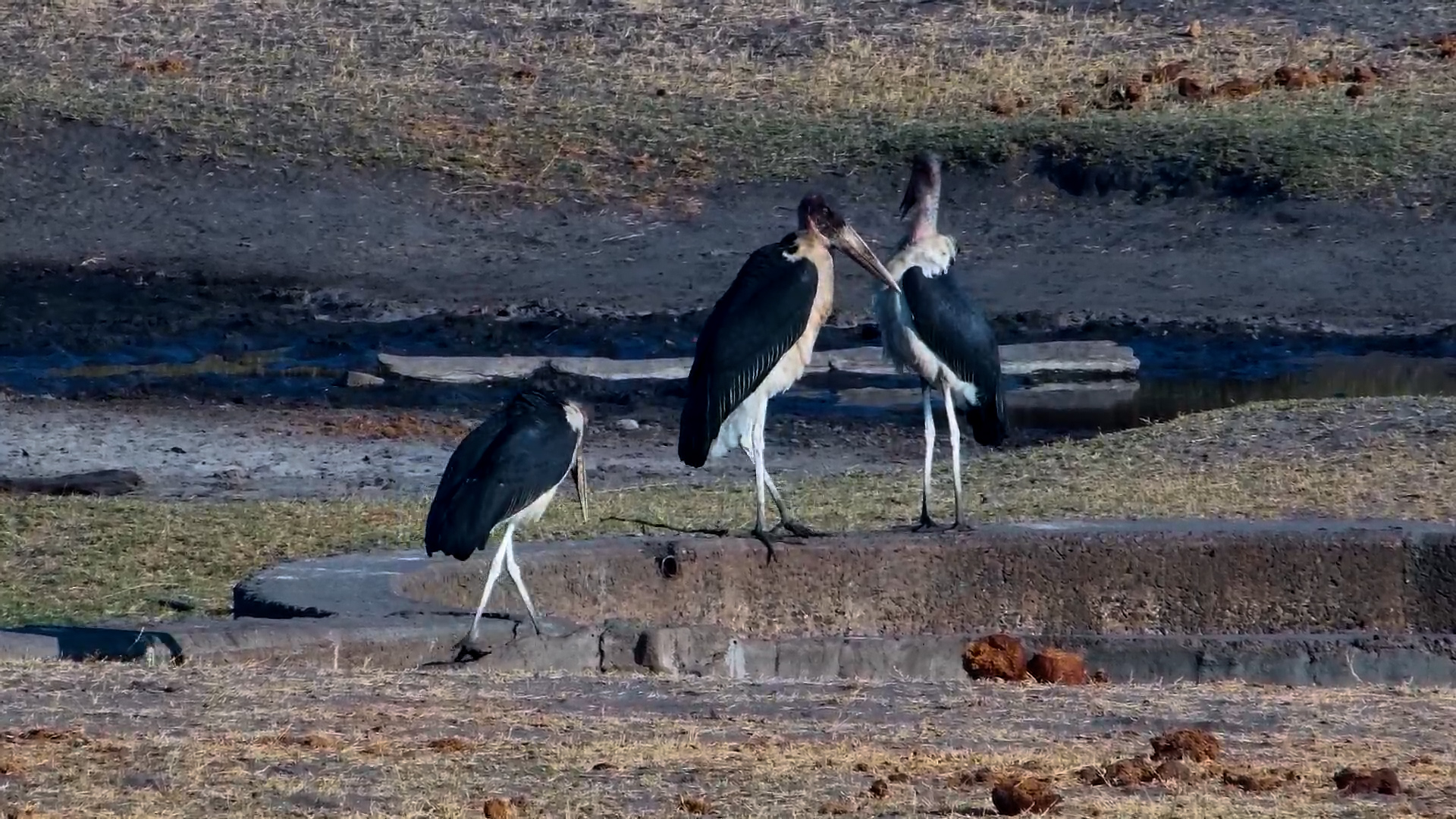 Two Marabou Storks… And a Stick Causes All the Drama!