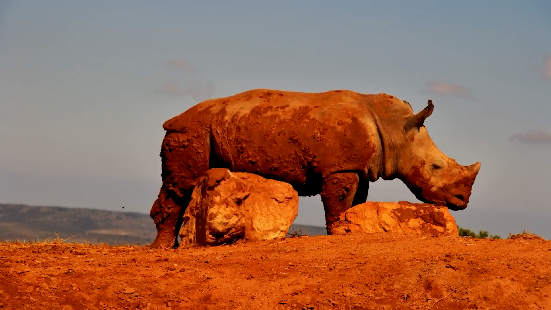 Muddy Mischief! Mandy’s Rhino Calf Rolls & Scratches