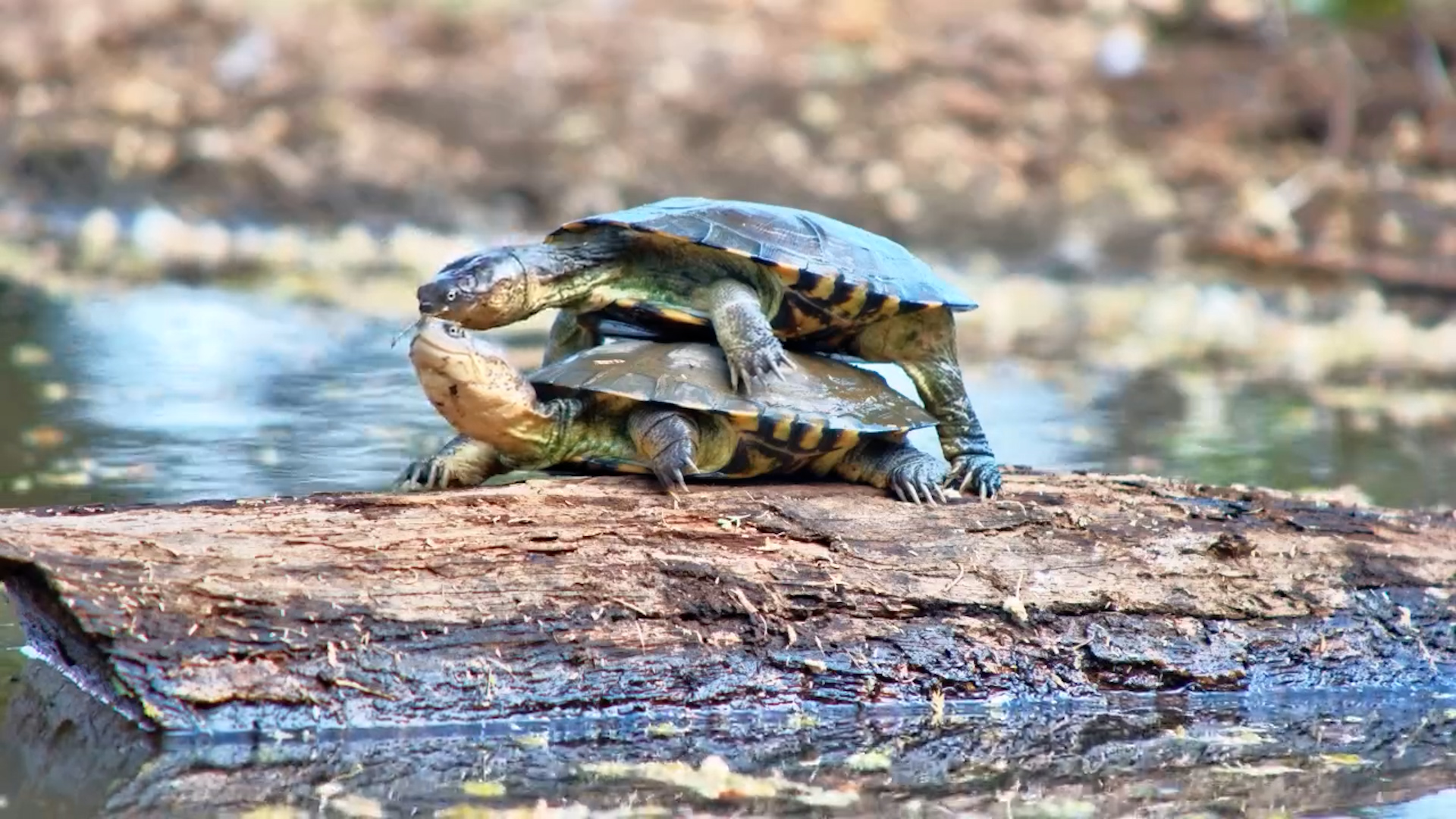 Terrapin Romance Takes a Splash… Again and Again!