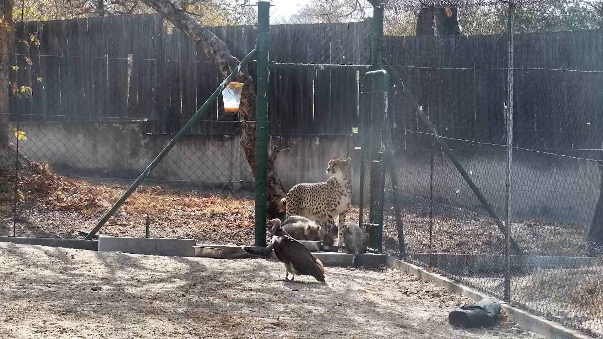 Cheetah Cubs’ Big Move