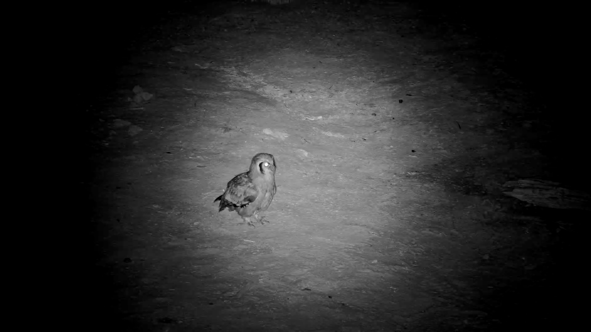 Verreaux’s Eagle-Owl on the Hunt