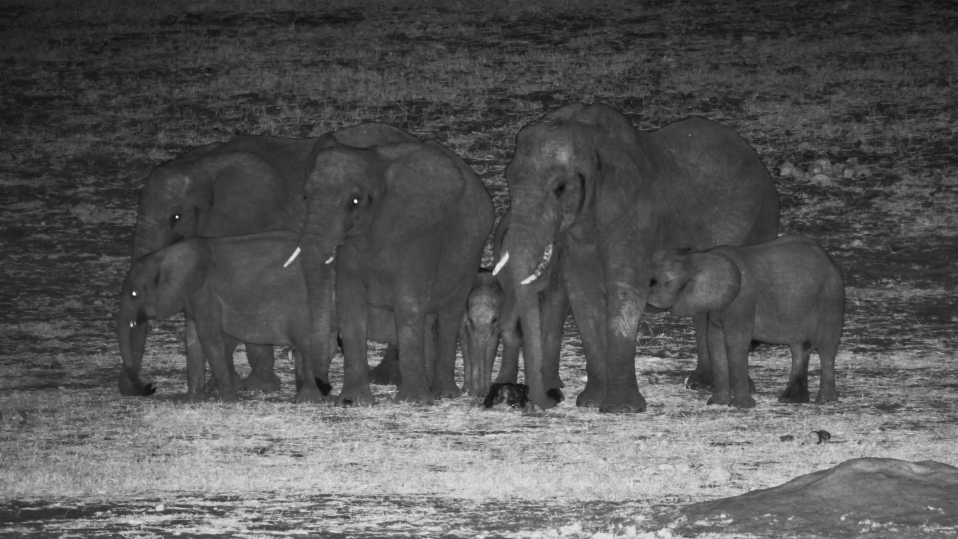 Elephant Family Investigates Salt Block