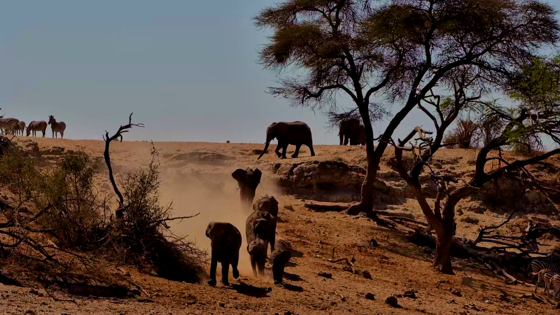 Elephants Rush the Banks at Meno a Kwena