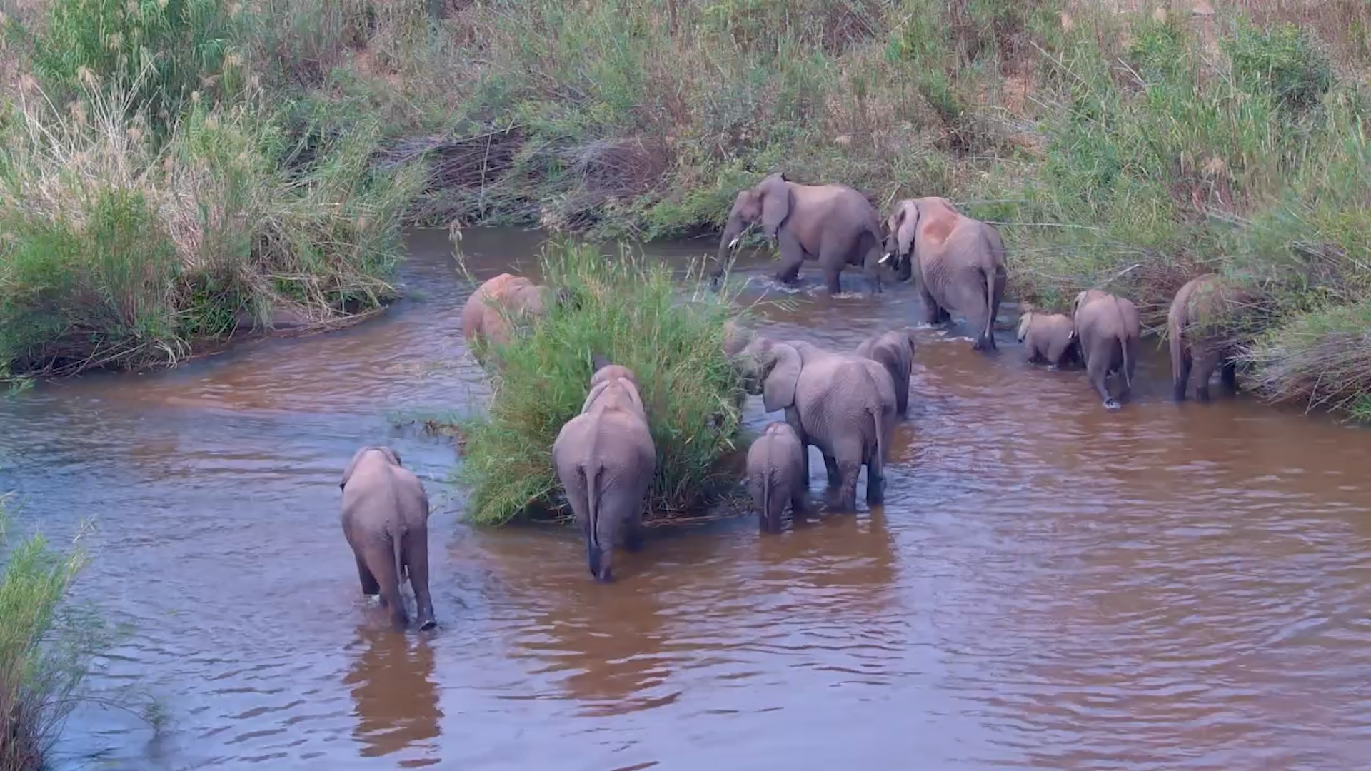 Elephants Stand in the Water at Kruger Shalati