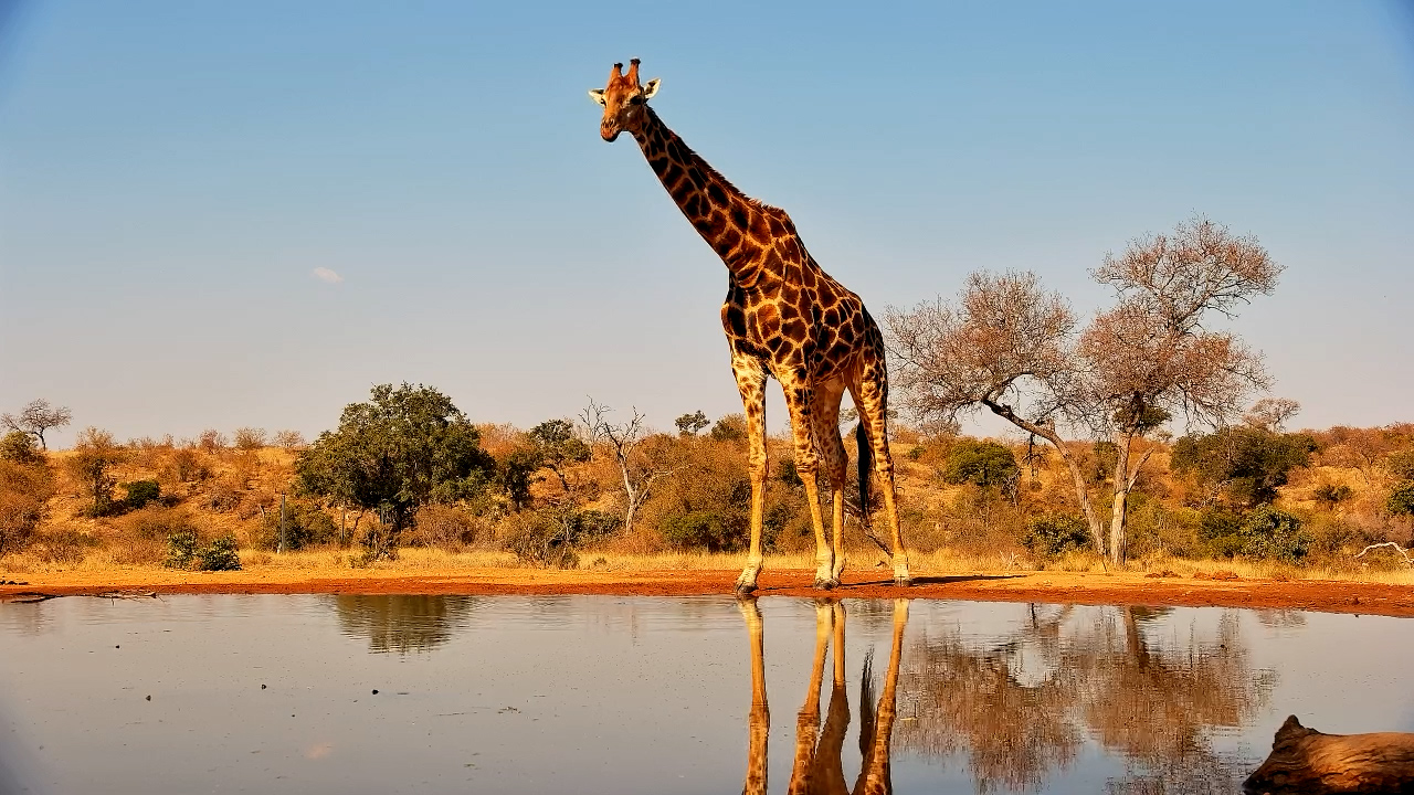 Giraffe Drinks at Kings Camp Before Heading into the Bush