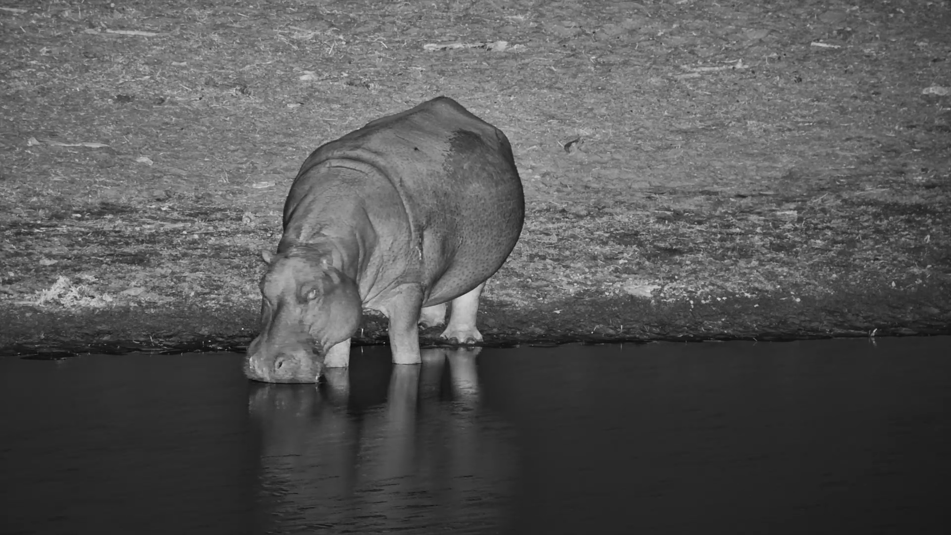 Hippo Drinks & Joins the Pod at Camelthorn