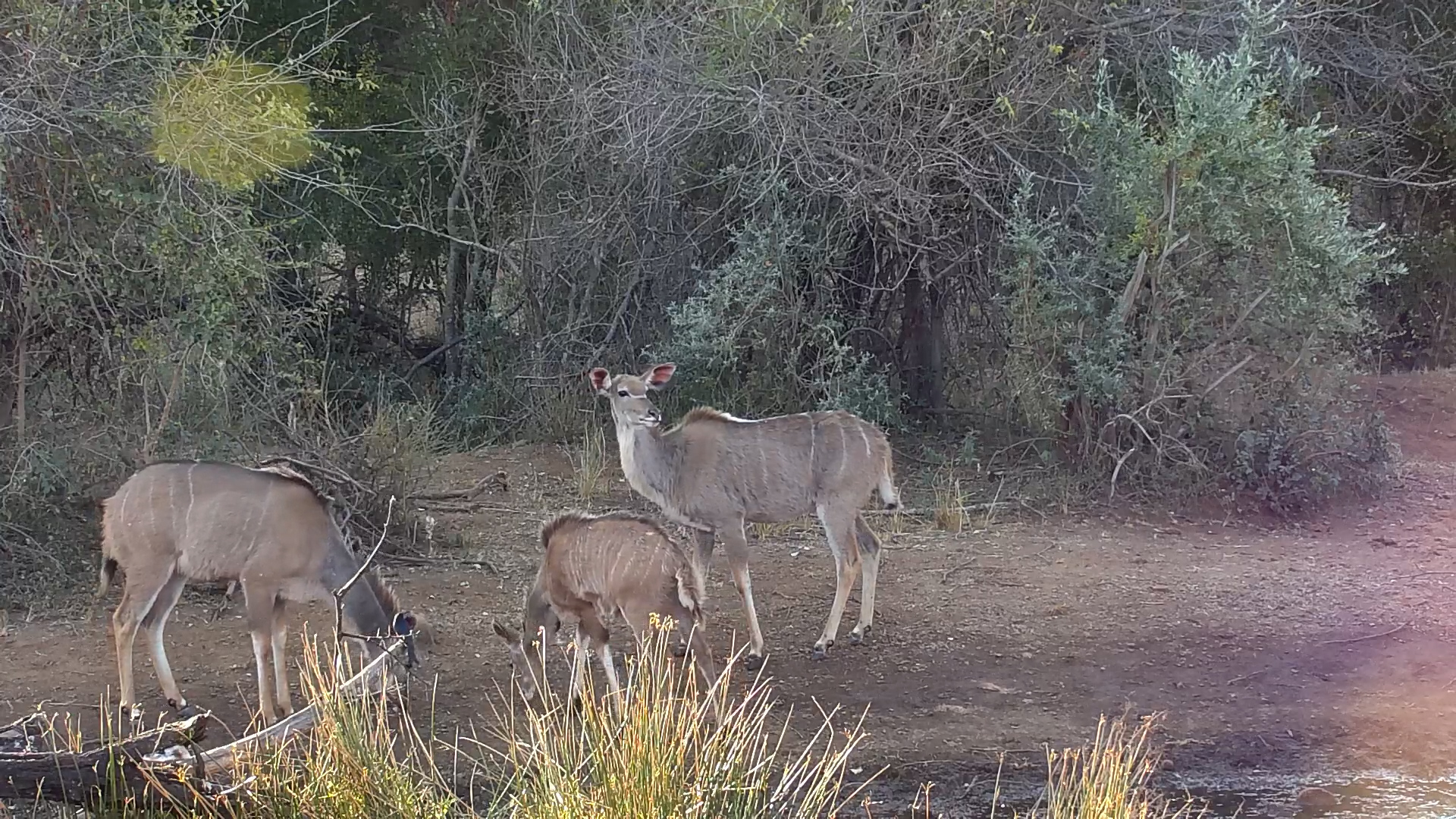 Kudu Snack Time