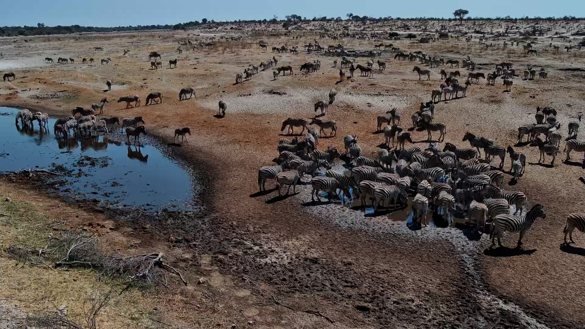 Moela Taken Over by the Zebra Herds