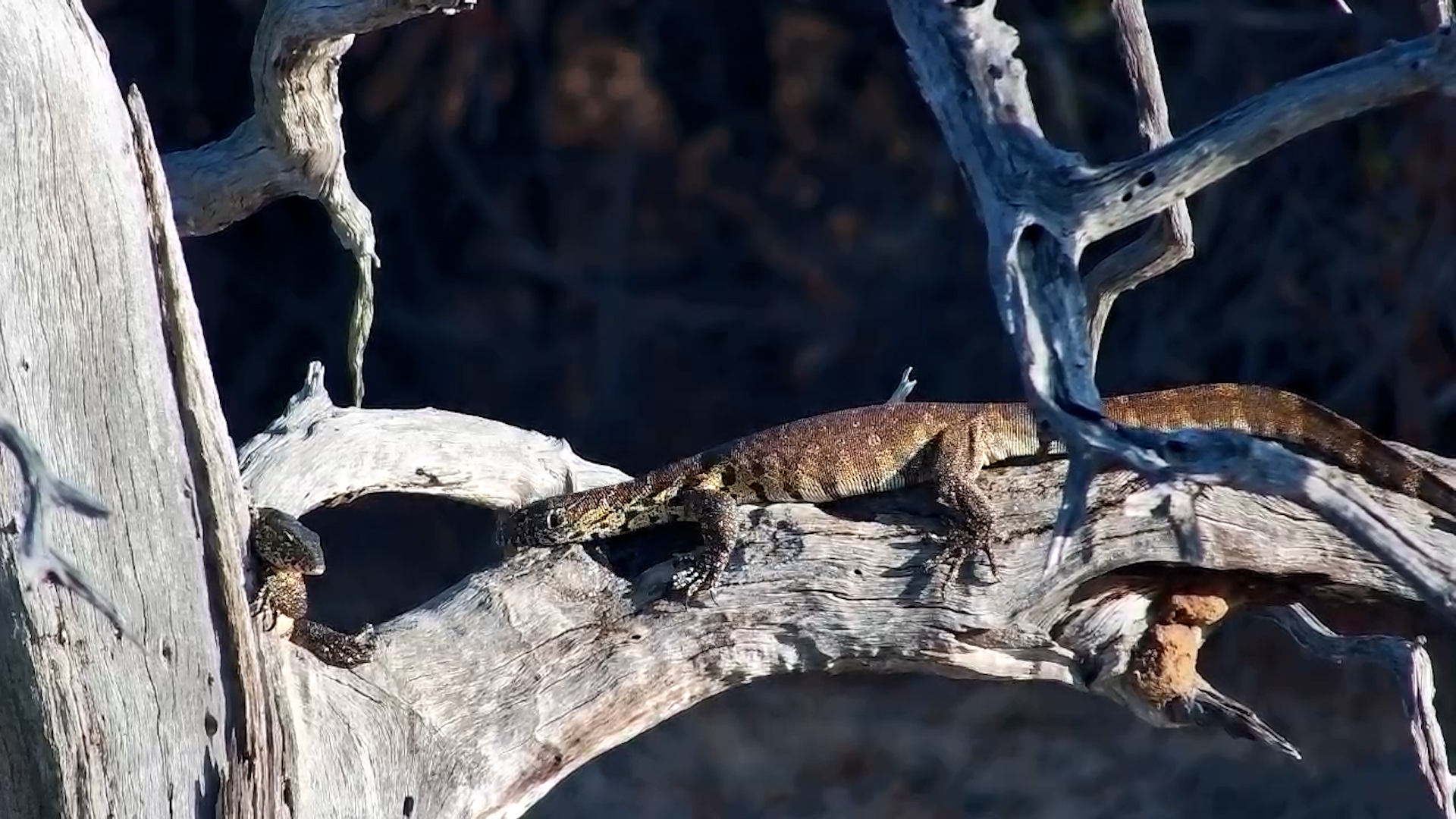 Two Lizards on a Dead Tree